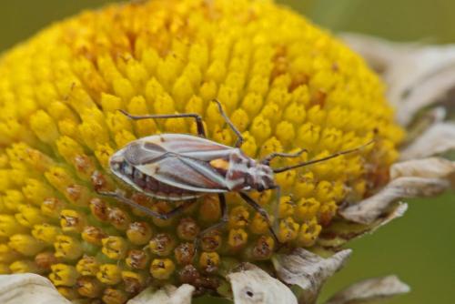 Horistus orientalis